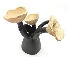 JES DOUGHERTY HANDBUILT BOTANICAL CERAMIC SCULPTURE | HOUSTON TEXAS STUDIO ART