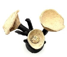 JES DOUGHERTY HANDBUILT BOTANICAL CERAMIC SCULPTURE | HOUSTON TEXAS STUDIO ART
